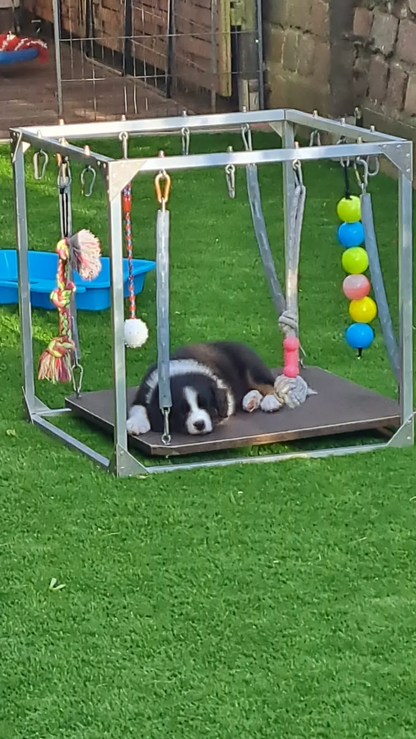 Club fur Britische Huntehunde e.V.
