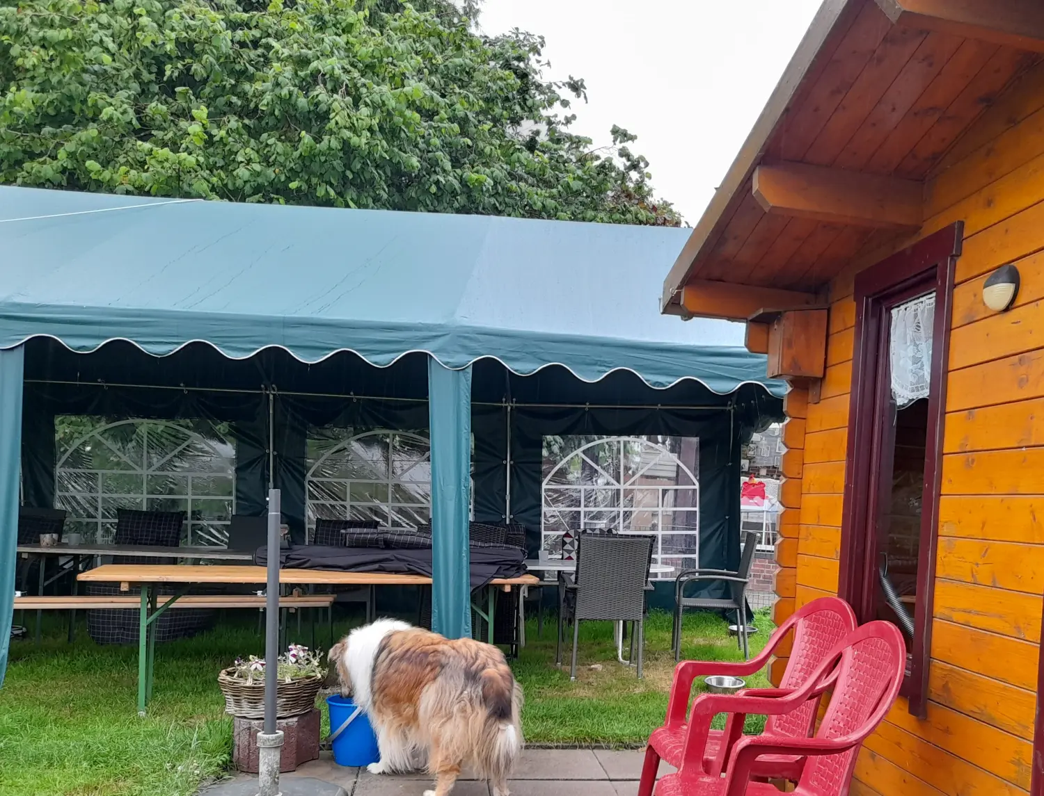 Club fur Britische Huntehunde e.V.