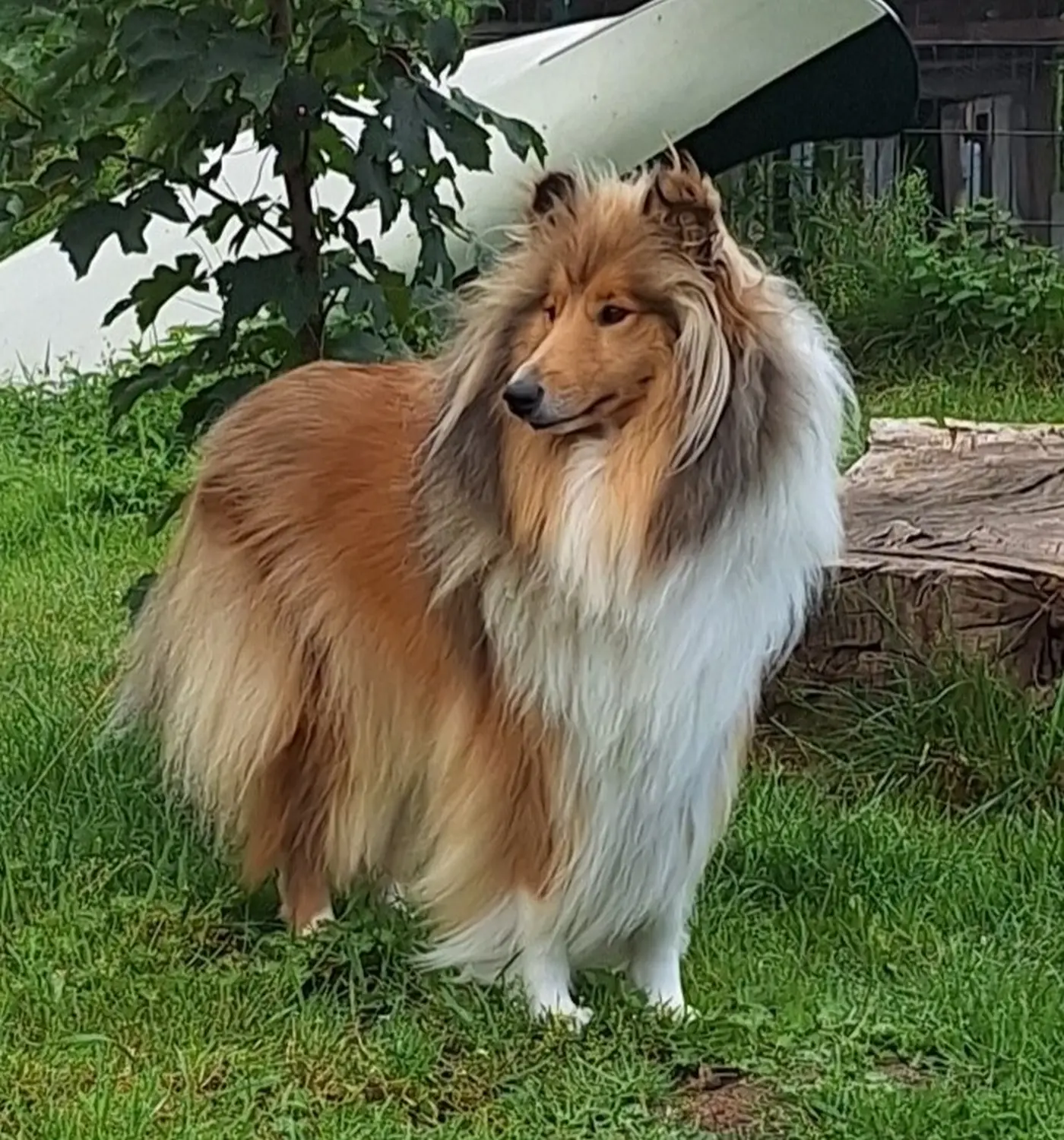 Collie