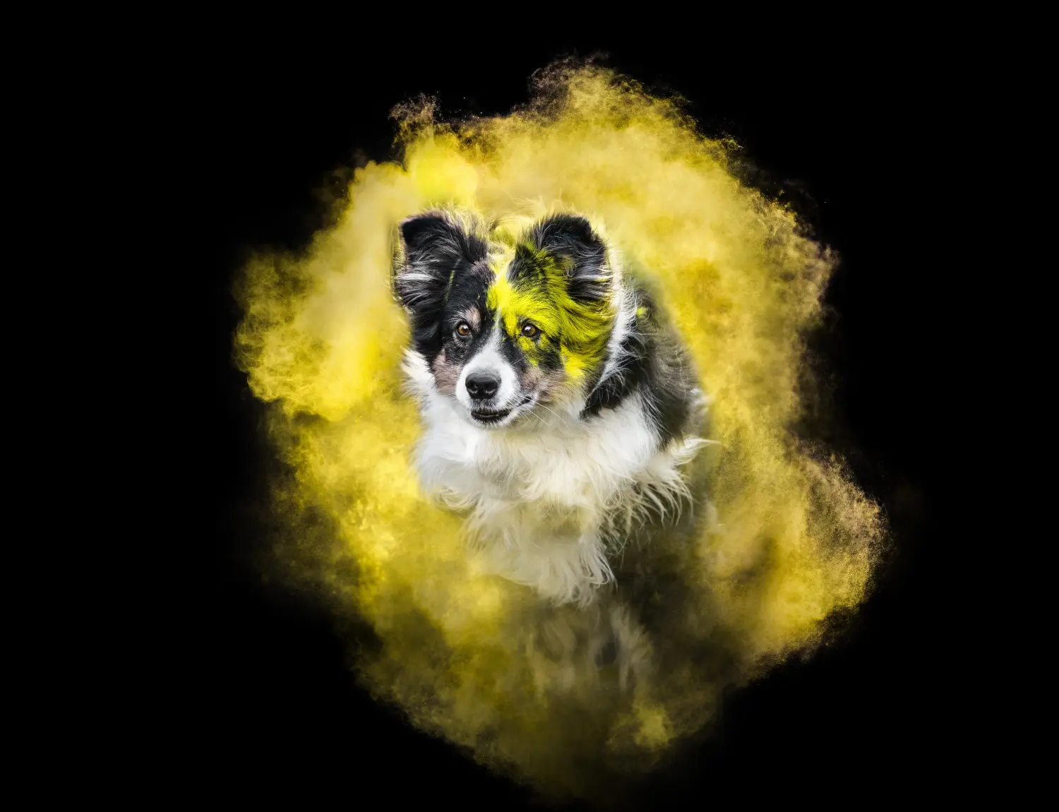 Club fur Britische Huntehunde e.V.
