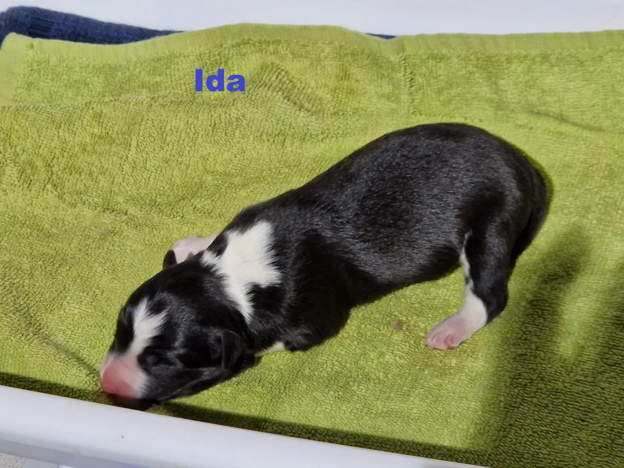 Collie