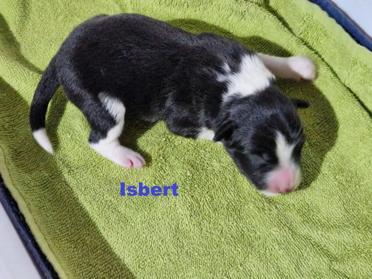 Border Collie