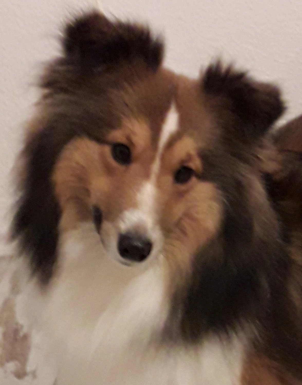 Club fur Britische Huntehunde e.V.