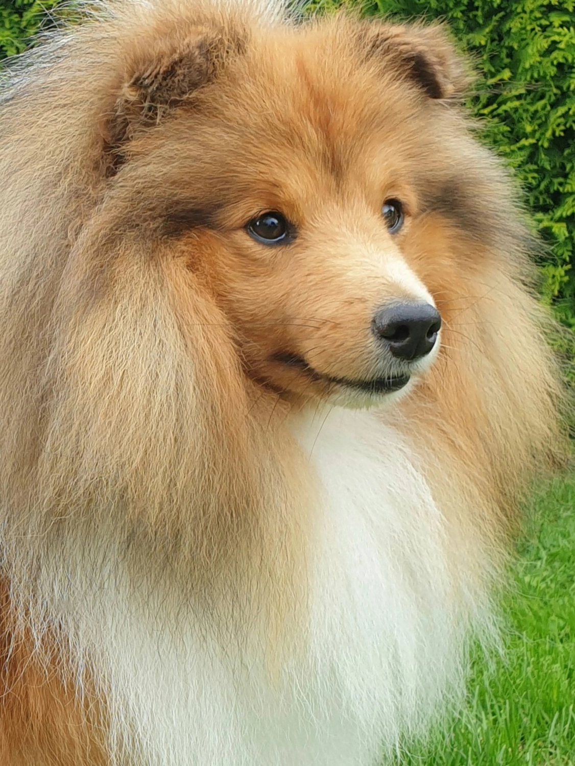 Club fur Britische Huntehunde e.V.