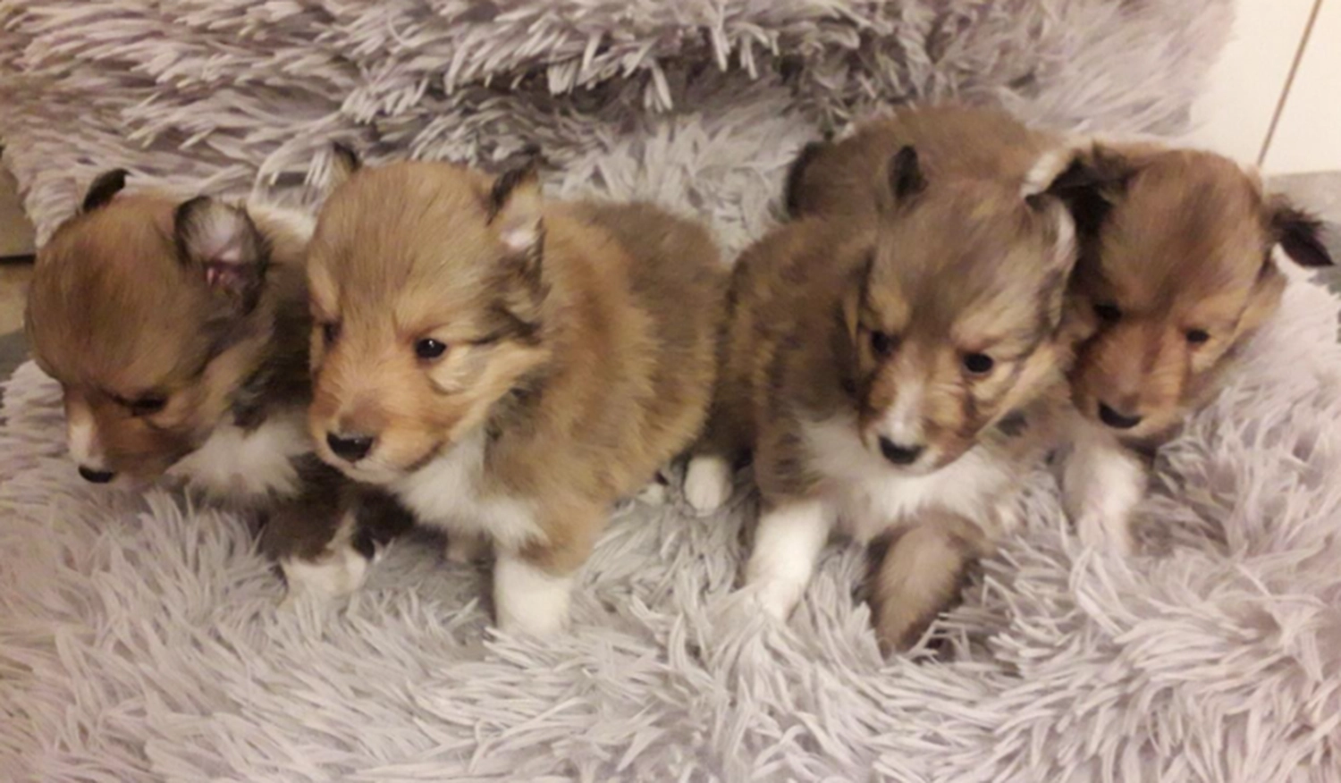 Club fur Britische Huntehunde e.V.