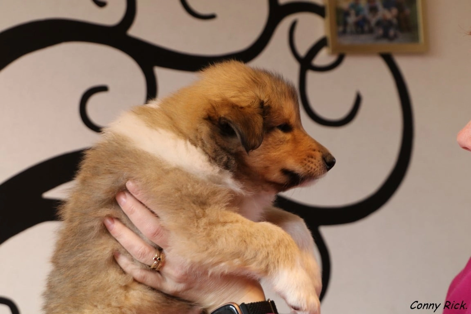 Club fur Britische Huntehunde e.V.