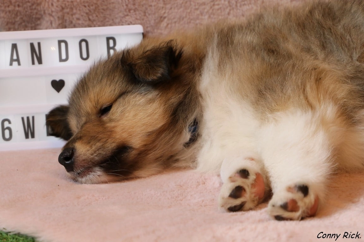 Hunde von CfBrH