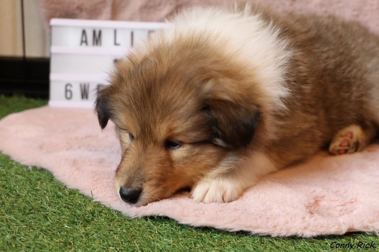 Hunde von CfBrH