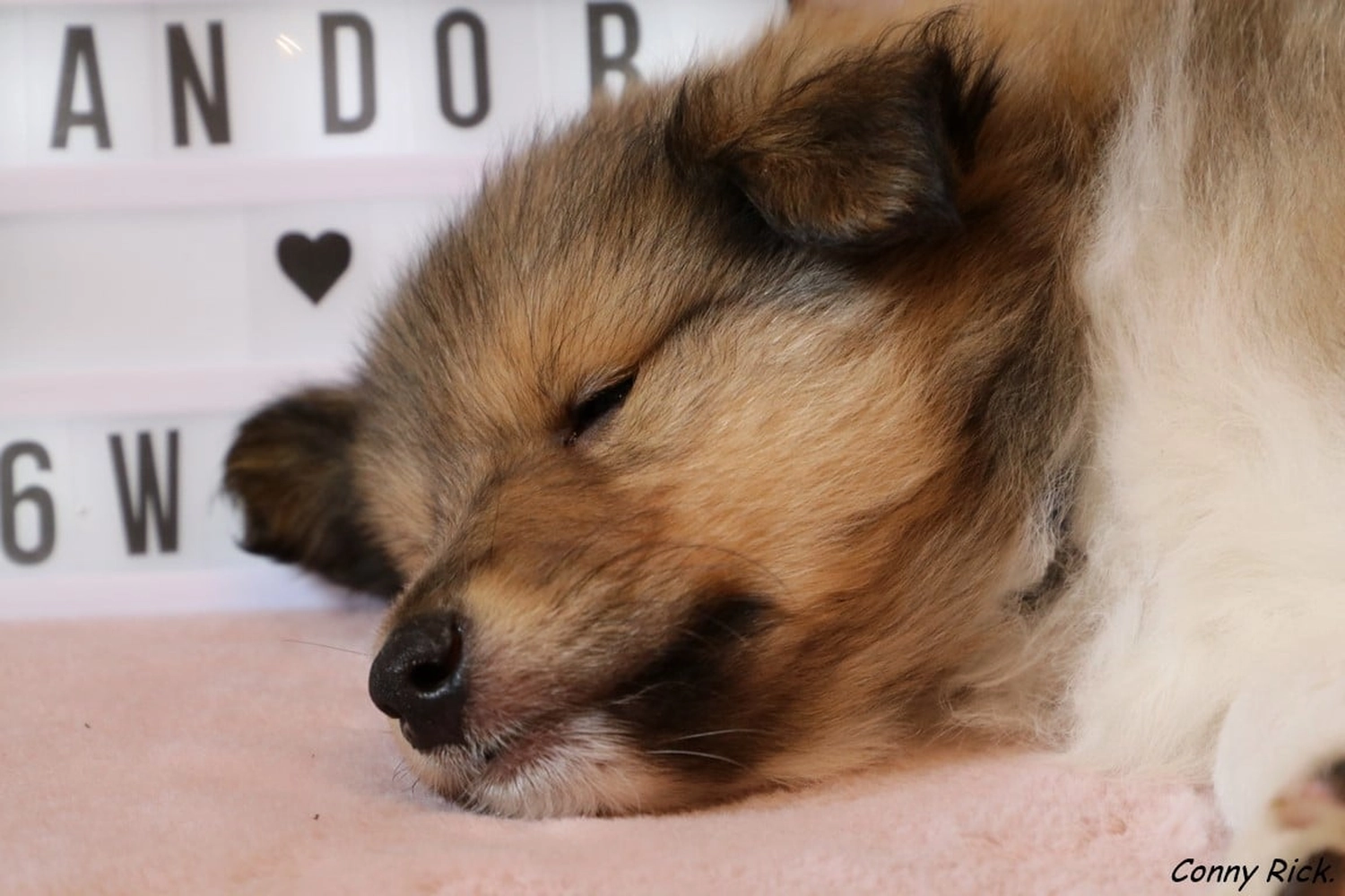 Hunde von CfBrH