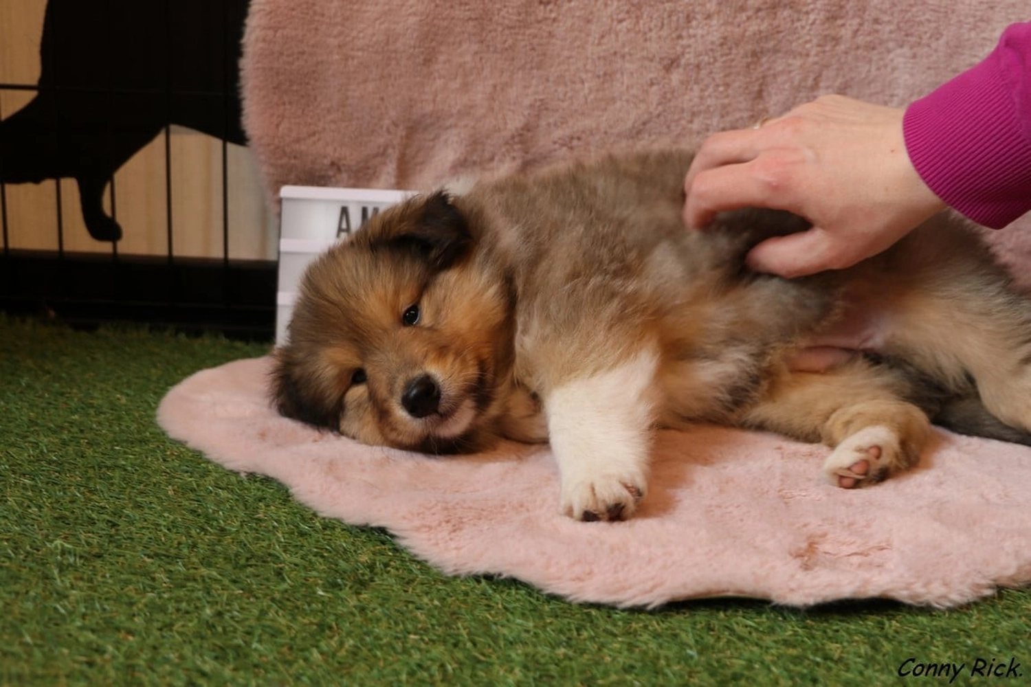 Hunde von CfBrH