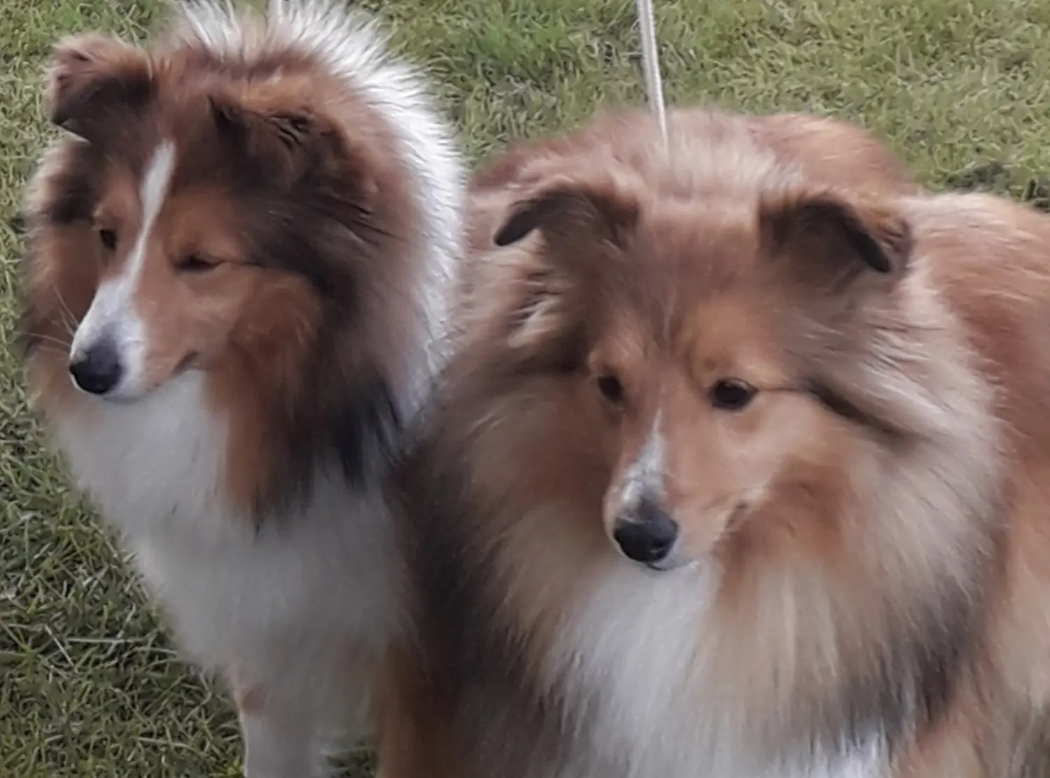 Collie, Club fur Britische Huntehunde e.V., Jutta Laackmann, Deckrüden, Border Collie, Collie