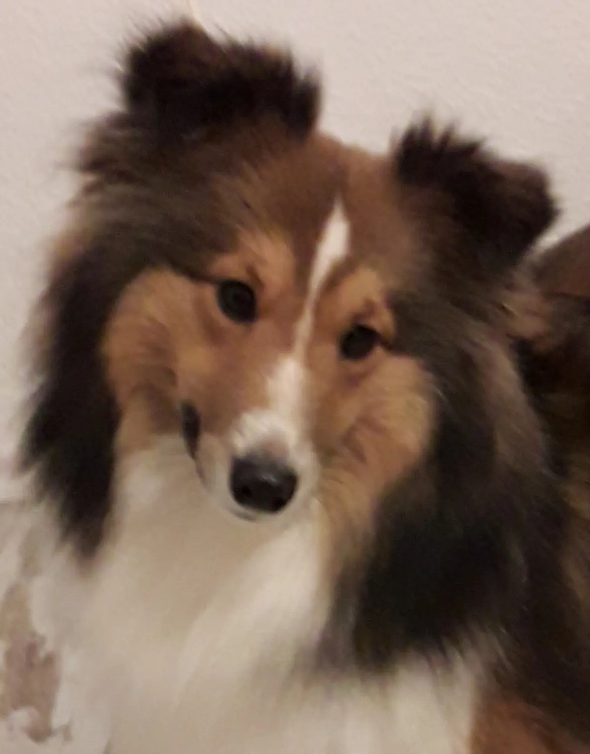 Collie, Club fur Britische Huntehunde e.V., Jutta Laackmann, Deckrüden, Border Collie, Collie