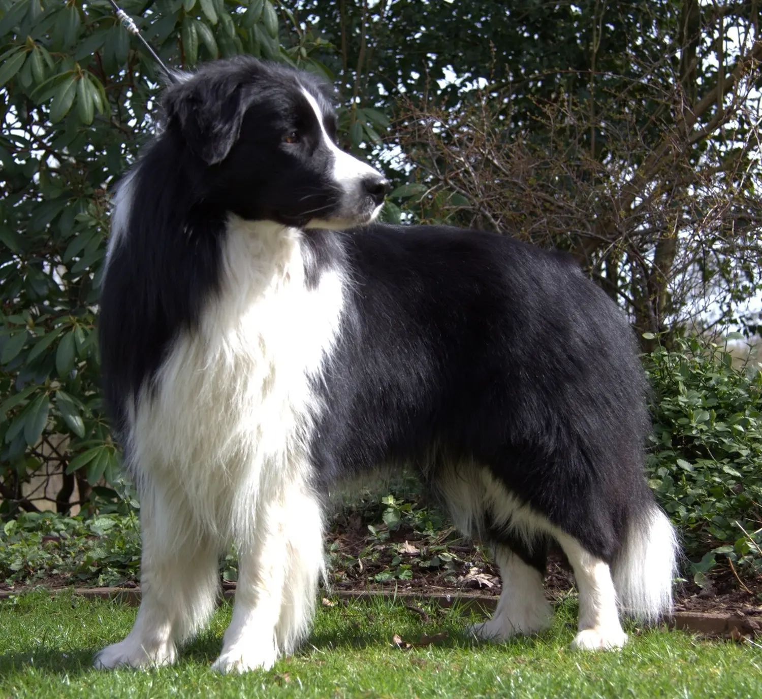 Club fur Britische Huntehunde e.V.