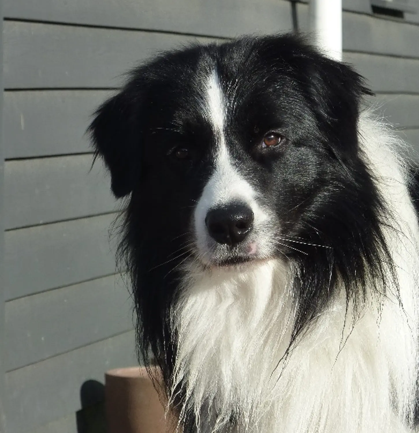 Jutta Laackmann, Club fur Britische Huntehunde e.V., Jutta Laackmann, Deckrüden, Border Collie, Collie