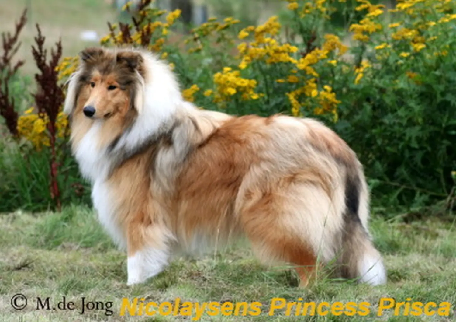 Border Collie, Club fur Britische Huntehunde e.V., Jutta Laackmann, Deckrüden, Border Collie, Collie