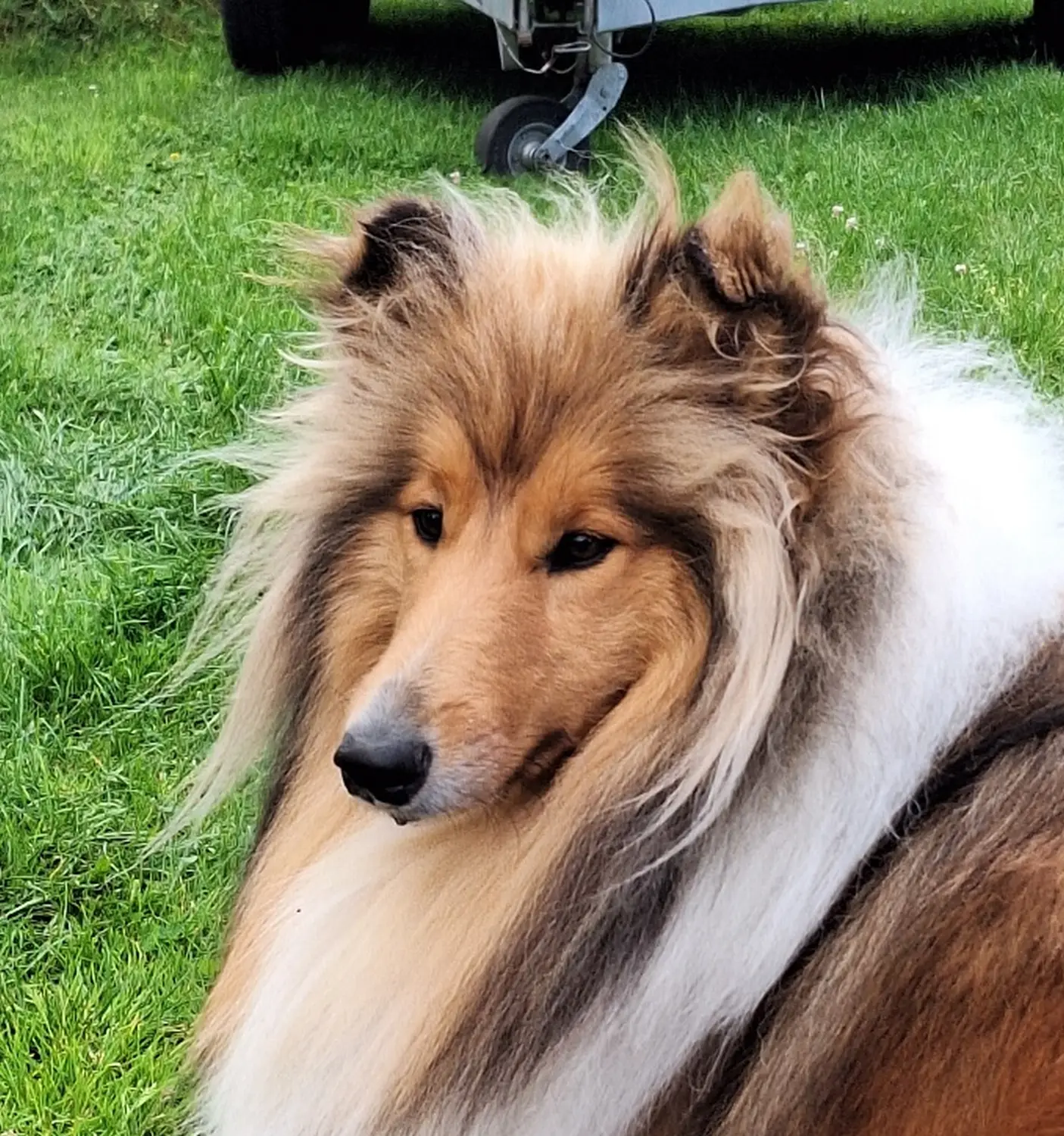 Collie, Club fur Britische Huntehunde e.V., Jutta Laackmann, Deckrüden, Border Collie, Collie