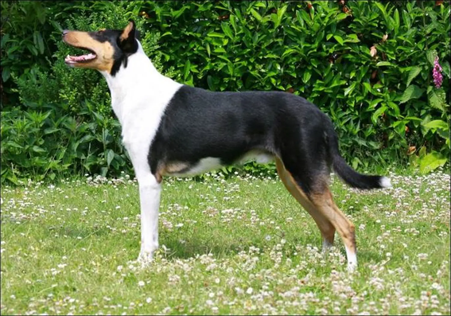 Aebtissinwisch, Club fur Britische Huntehunde e.V., Jutta Laackmann, Deckrüden, Border Collie, Collie