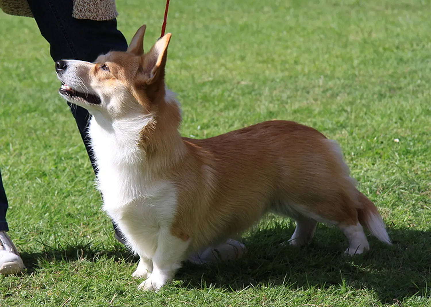 Club fur Britische Huntehunde e.V.