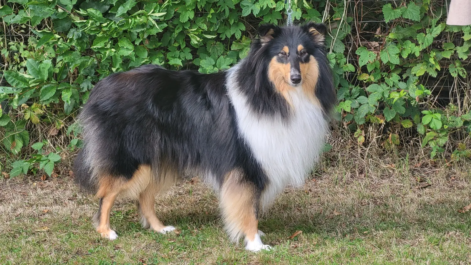 Aebtissinwisch, Club fur Britische Huntehunde e.V., Jutta Laackmann, Deckrüden, Border Collie, Collie