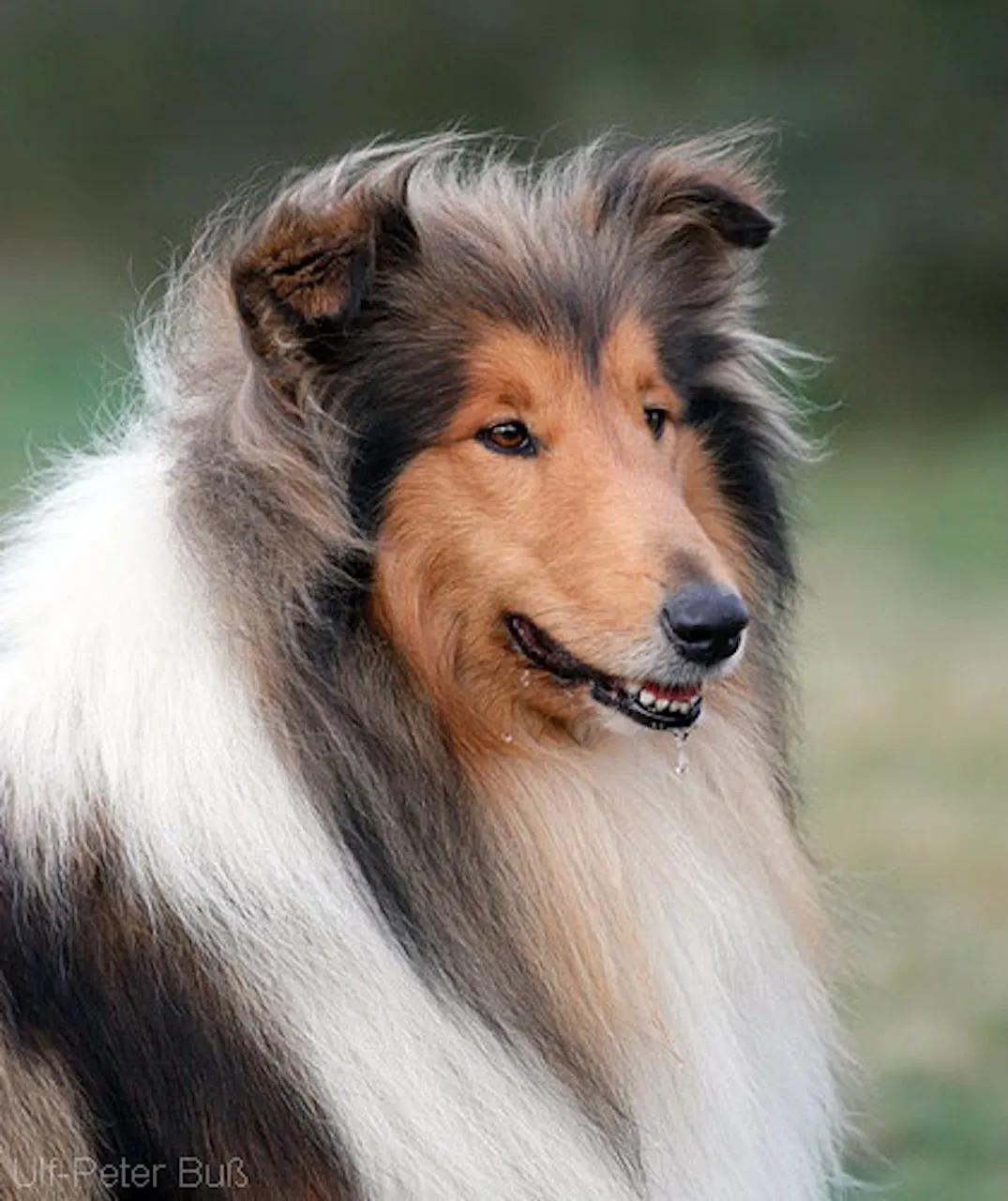 Border Collie, Club fur Britische Huntehunde e.V., Jutta Laackmann, Deckrüden, Border Collie, Collie