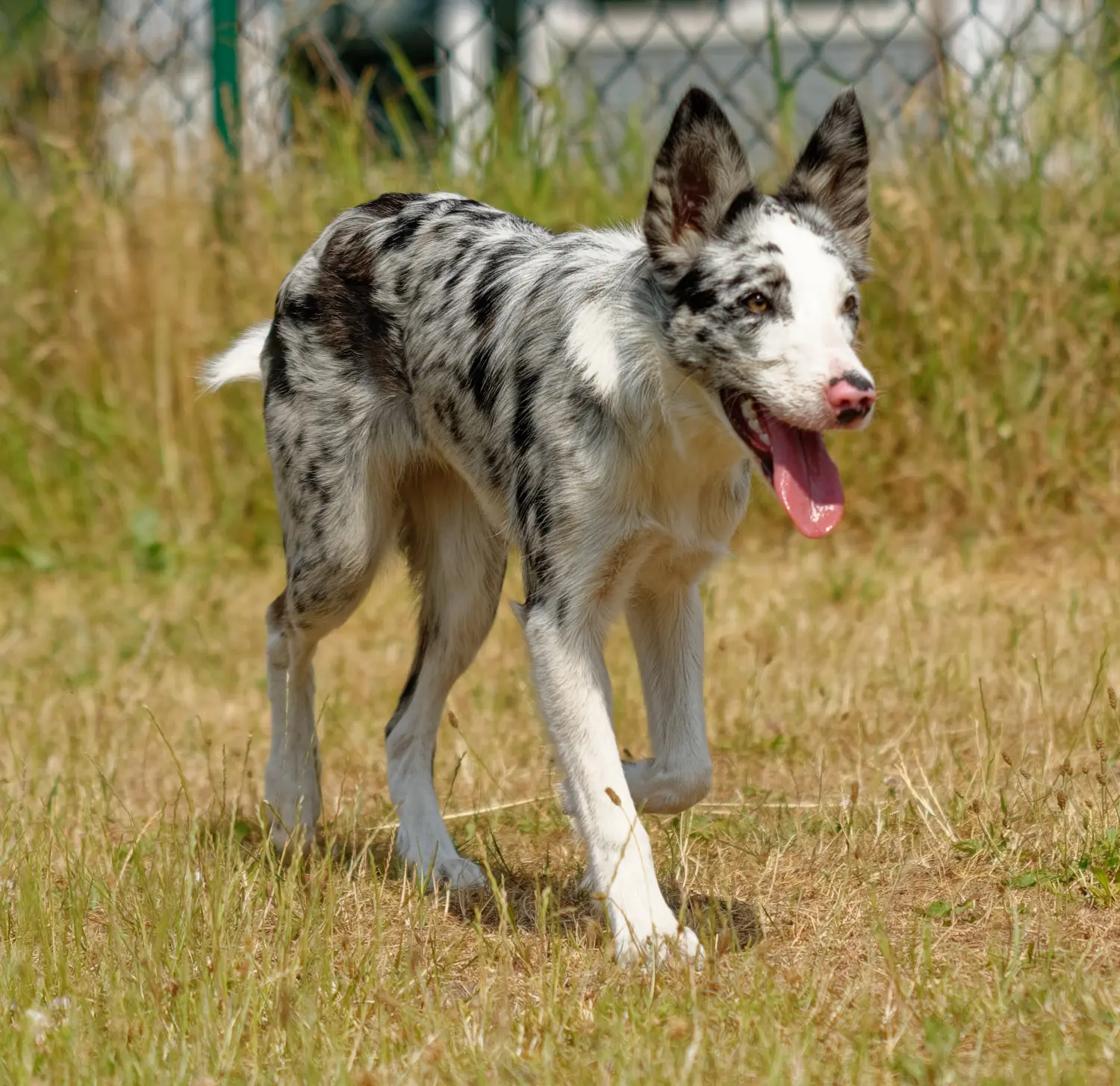 Hunde von CfBrH