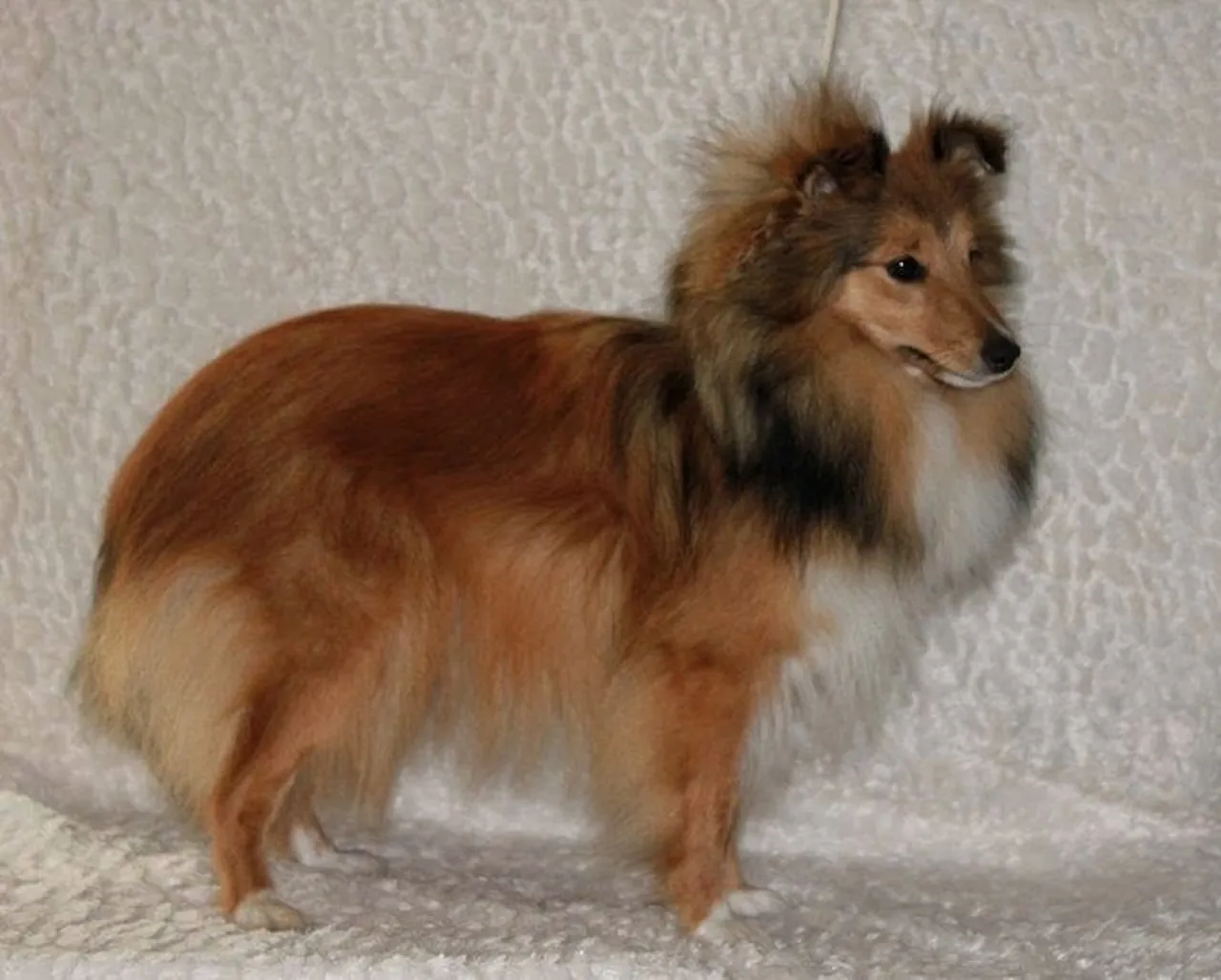Jutta Laackmann, Club fur Britische Huntehunde e.V., Jutta Laackmann, Deckrüden, Border Collie, Collie