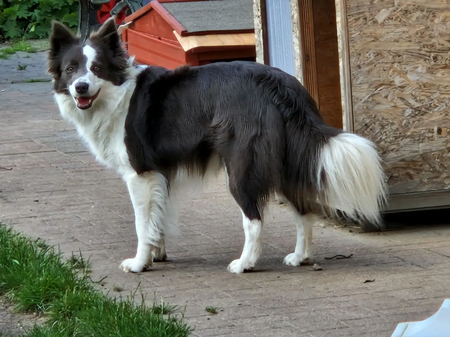 Hunde von CfBrH, Club fur Britische Huntehunde e.V., Jutta Laackmann, Deckrüden, Border Collie, Collie
