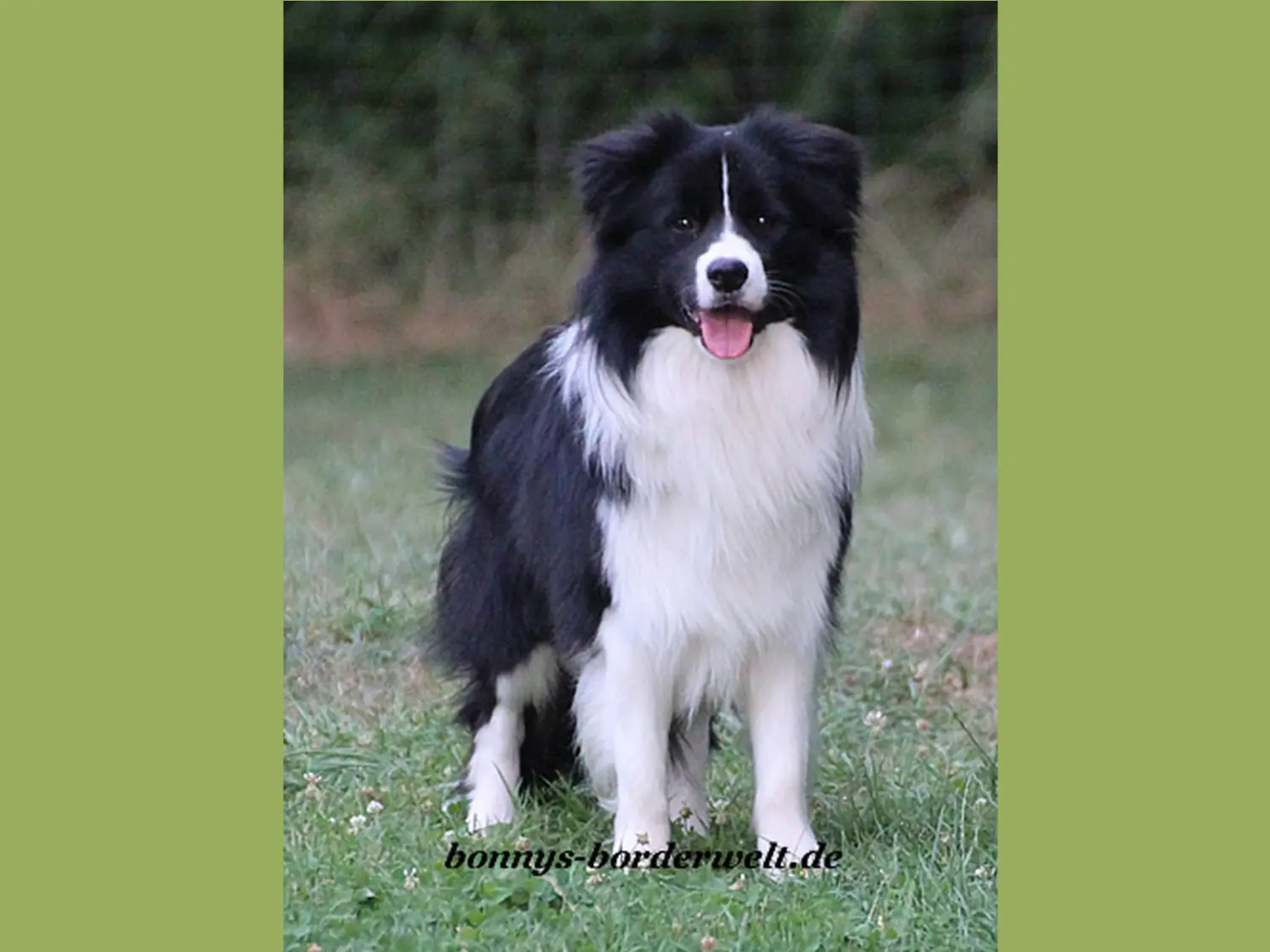 Collie, Club fur Britische Huntehunde e.V., Jutta Laackmann, Deckrüden, Border Collie, Collie