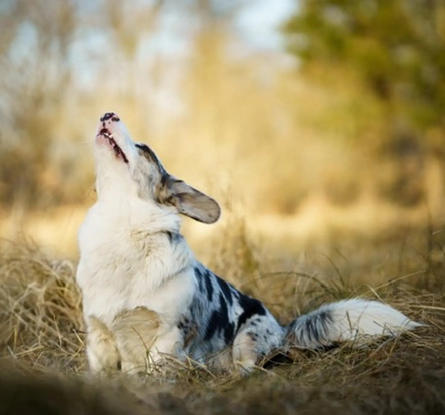 Border Collie, Club fur Britische Huntehunde e.V., Jutta Laackmann, Deckrüden, Border Collie, Collie
