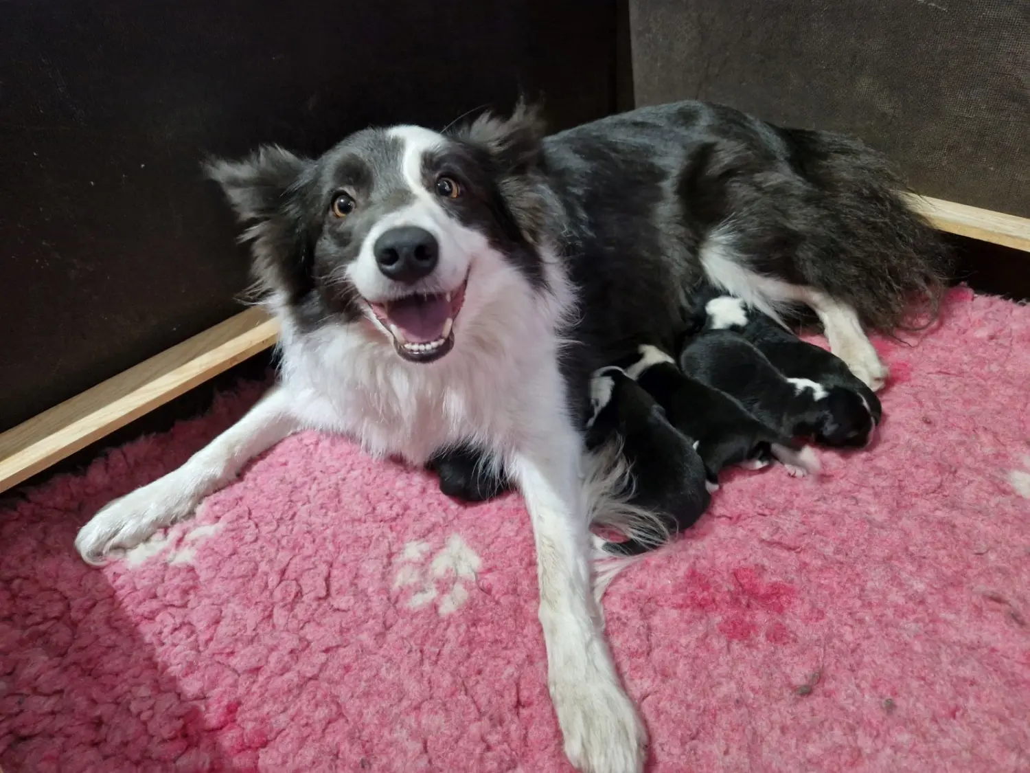Club fur Britische Huntehunde e.V.