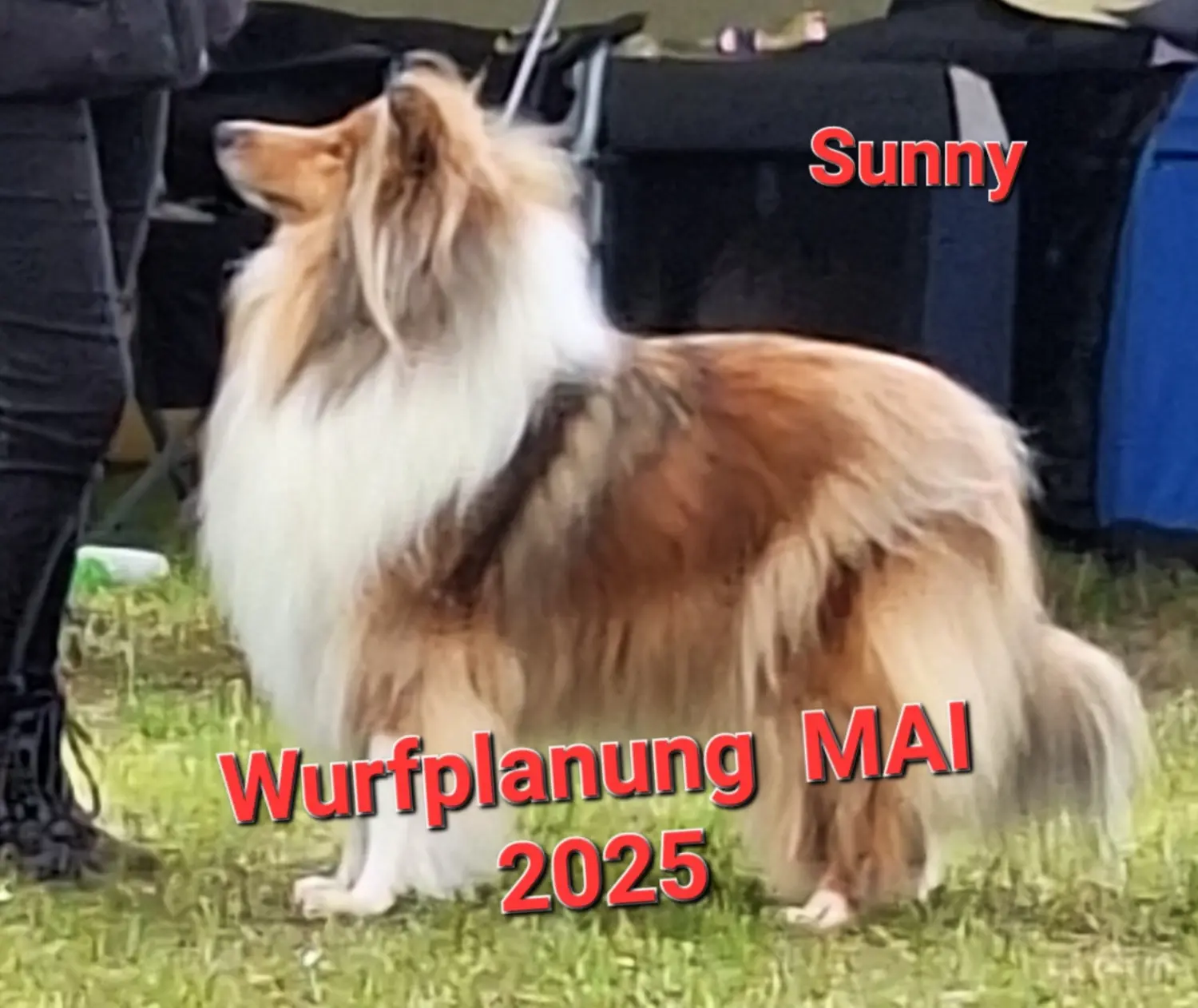 Deckrüden, Club fur Britische Huntehunde e.V., Jutta Laackmann, Deckrüden, Border Collie, Collie