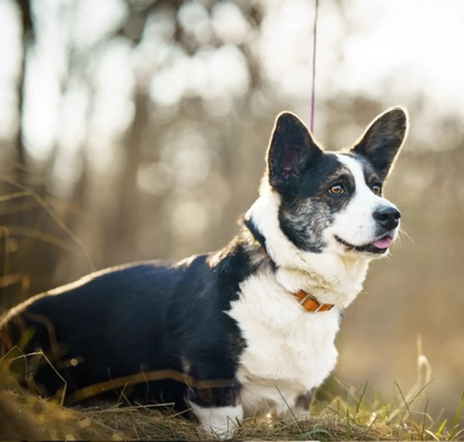 Collie, Club fur Britische Huntehunde e.V., Jutta Laackmann, Deckrüden, Border Collie, Collie