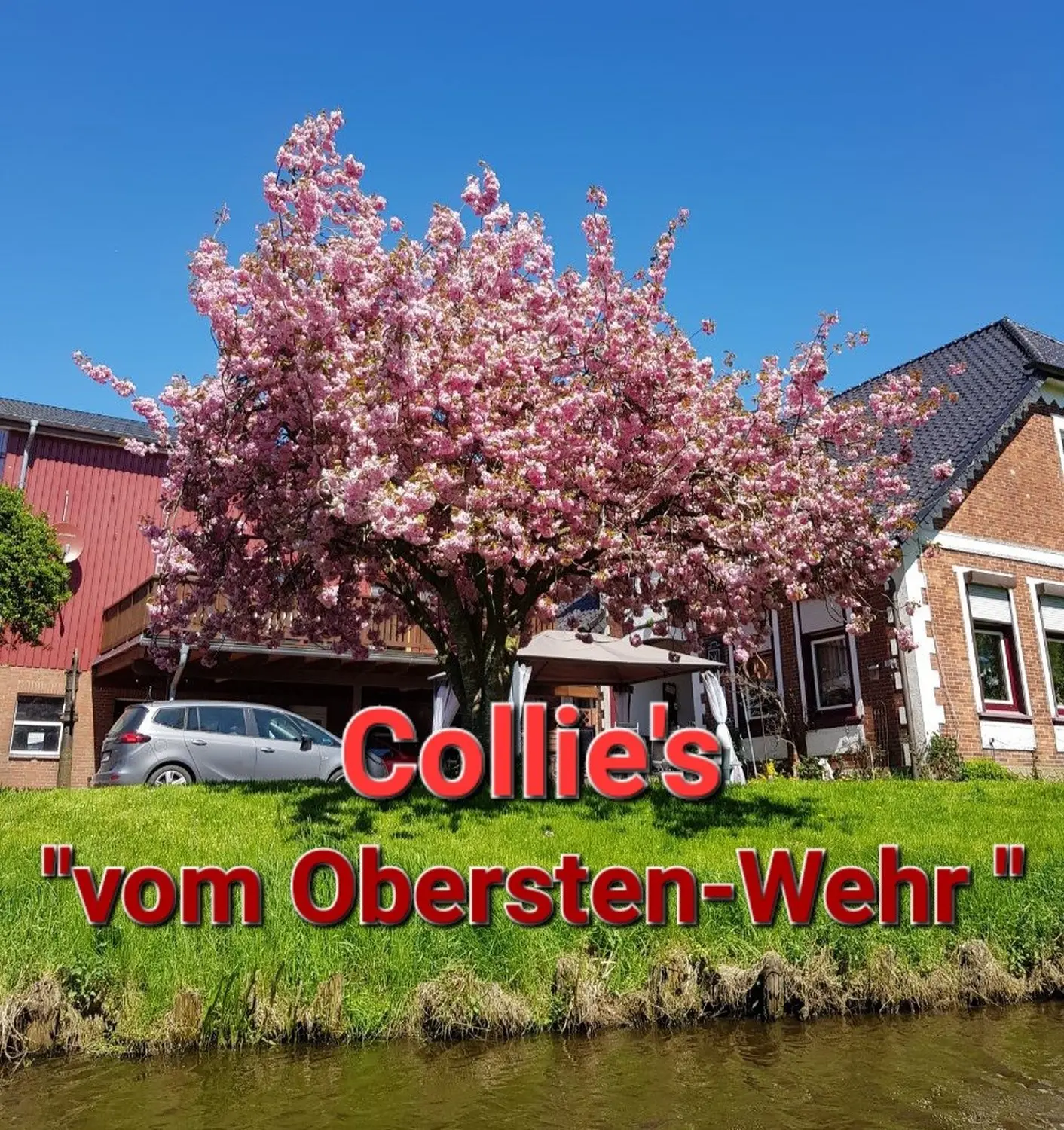 Club fur Britische Huntehunde e.V.