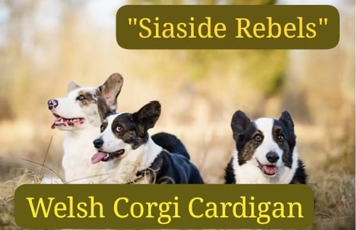 Border Collie
