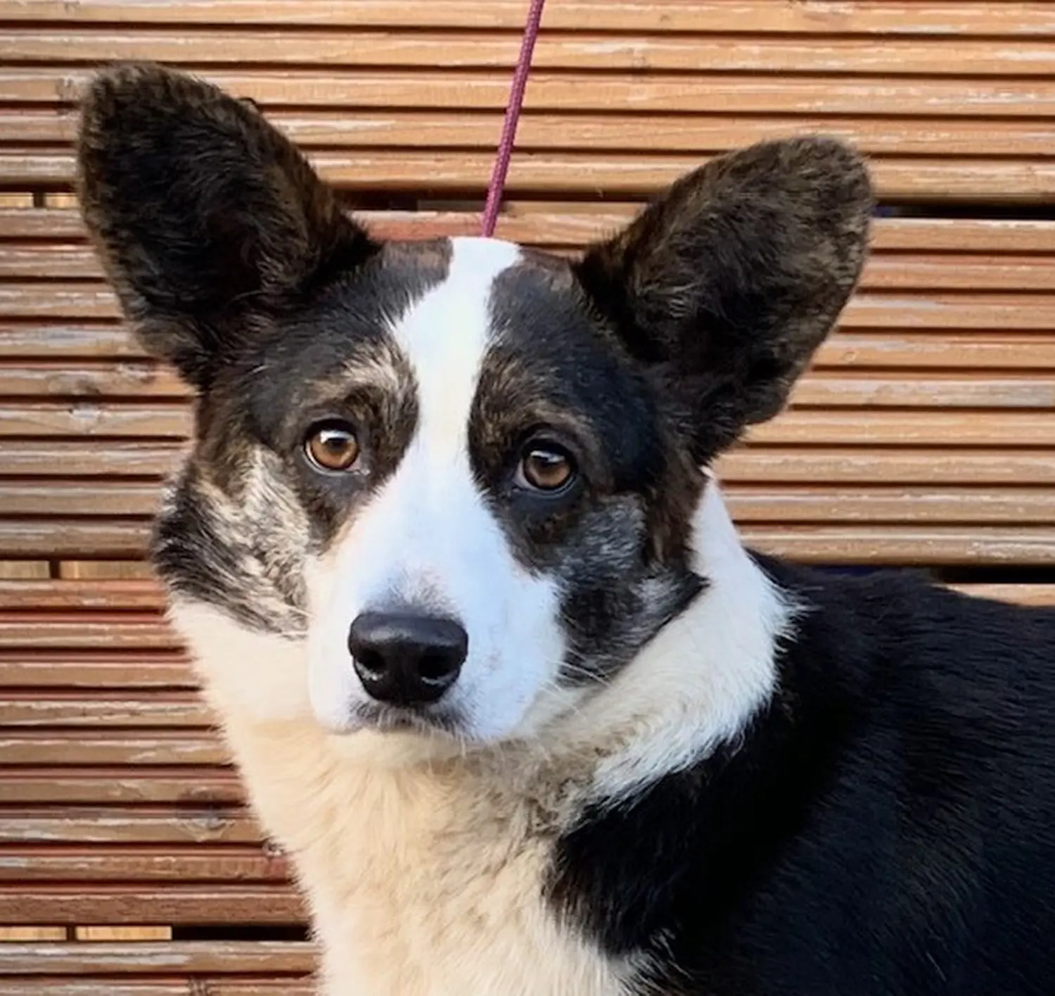 Collie, Club fur Britische Huntehunde e.V., Jutta Laackmann, Deckrüden, Border Collie, Collie